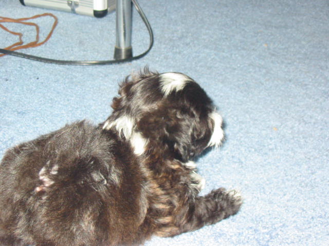 Teddy 8 wks