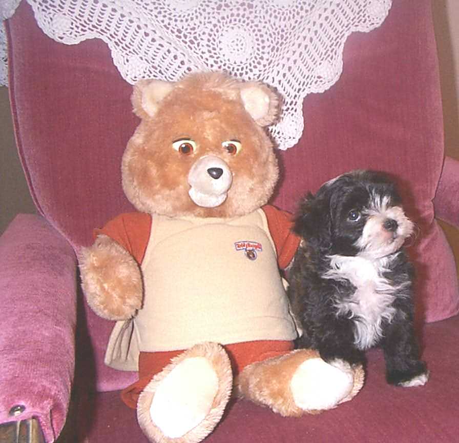 AMOR TED E RUXPIN D'BELLA